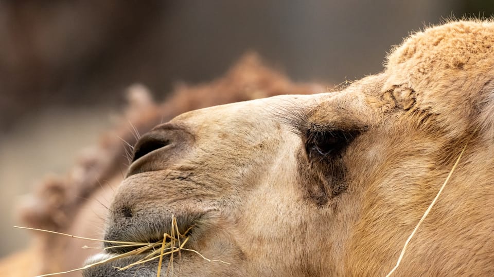 Llama 4: ميتا تطلق وحشاً بذاكرة 10 ملايين توكن