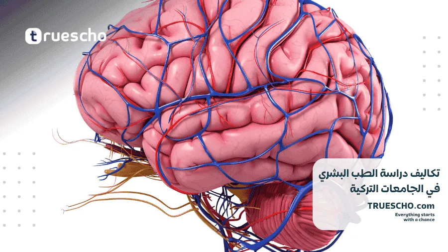 تكاليف دراسة الطب البشري